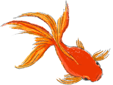 赤いきれいな金魚