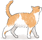 歩く猫